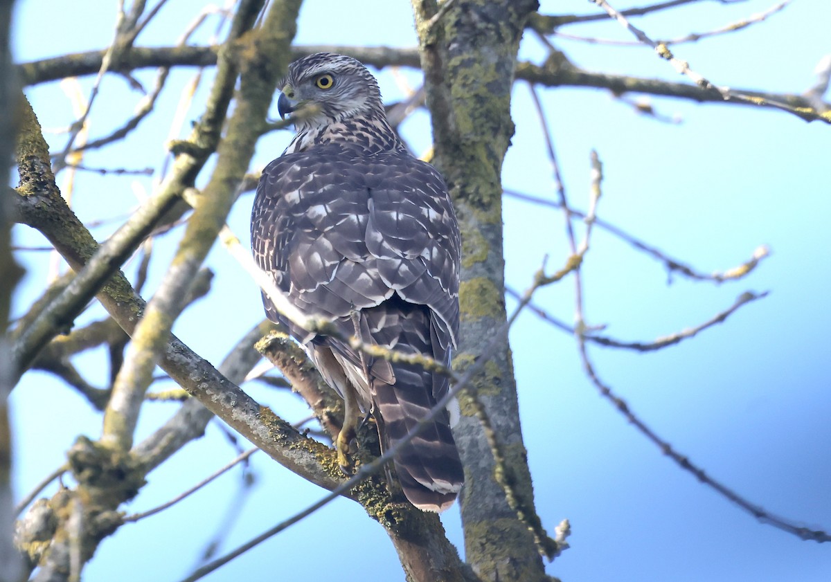 Aztore eurasiarra - ML644522863