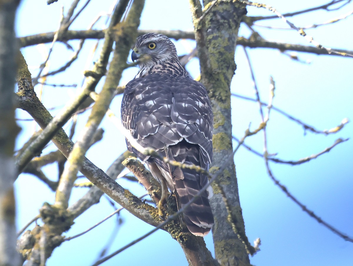 Aztore eurasiarra - ML644522864