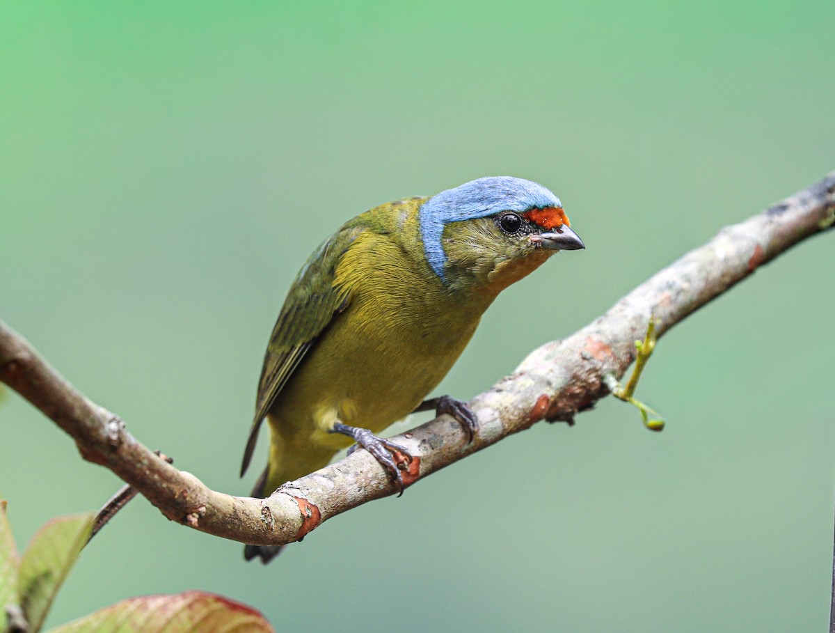 Elegant Euphonia - ML644522865