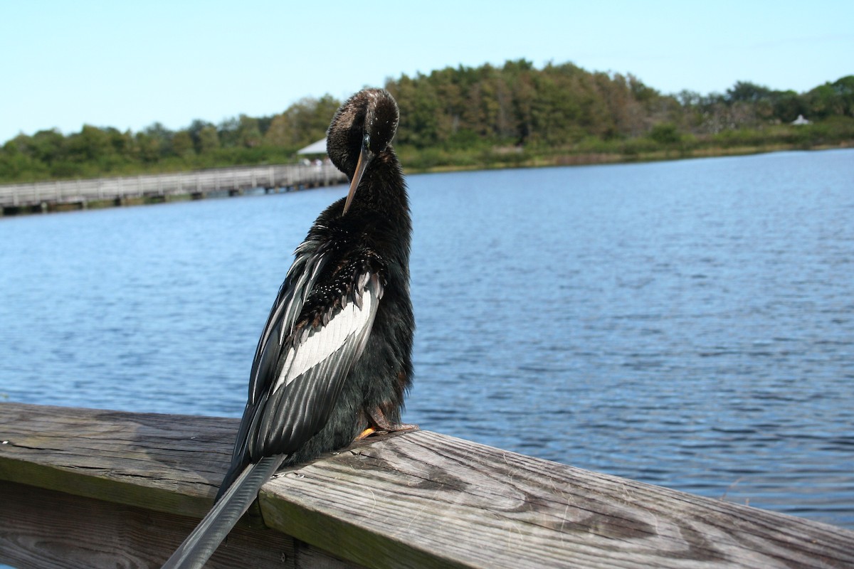 Anhinga - ML644522866