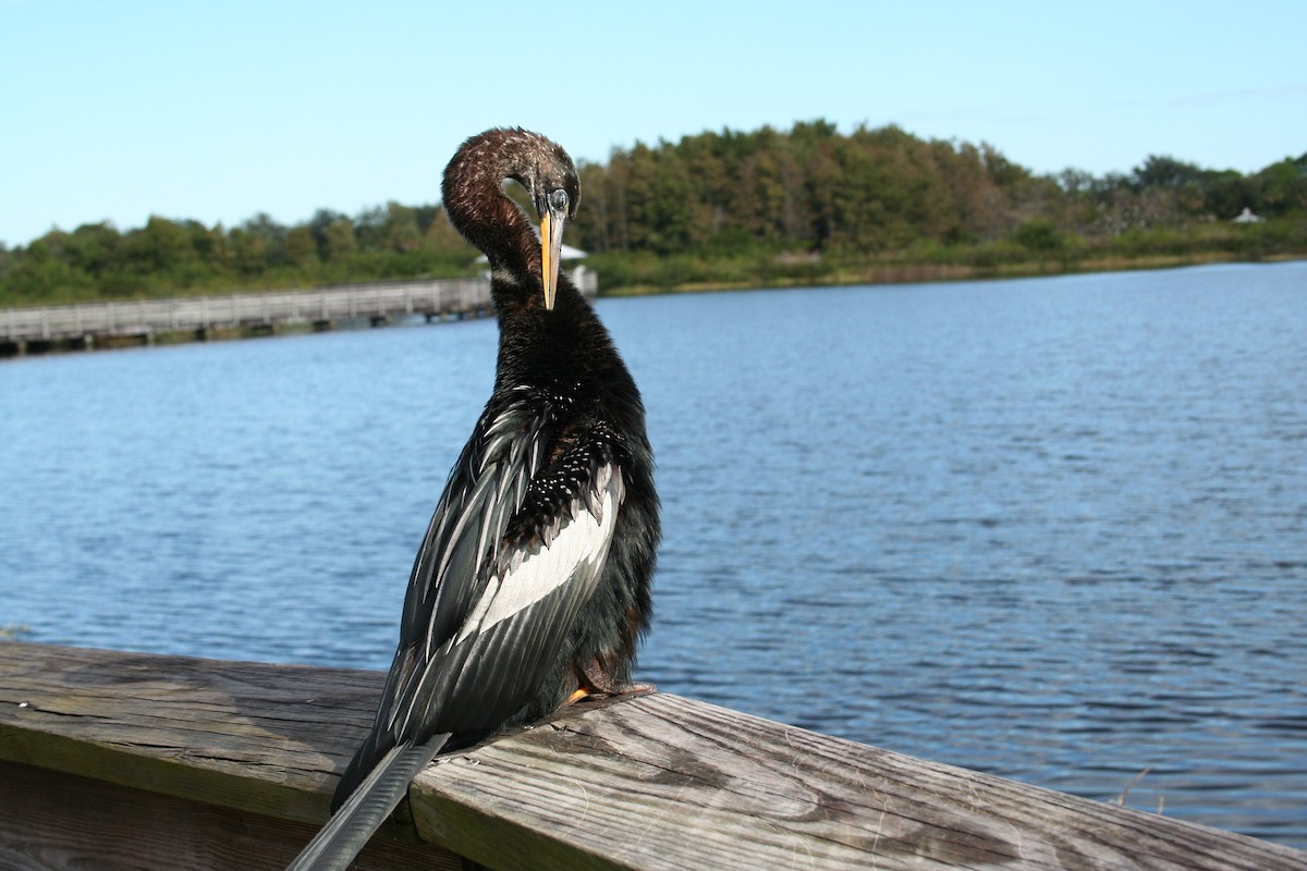 Anhinga - ML644522867