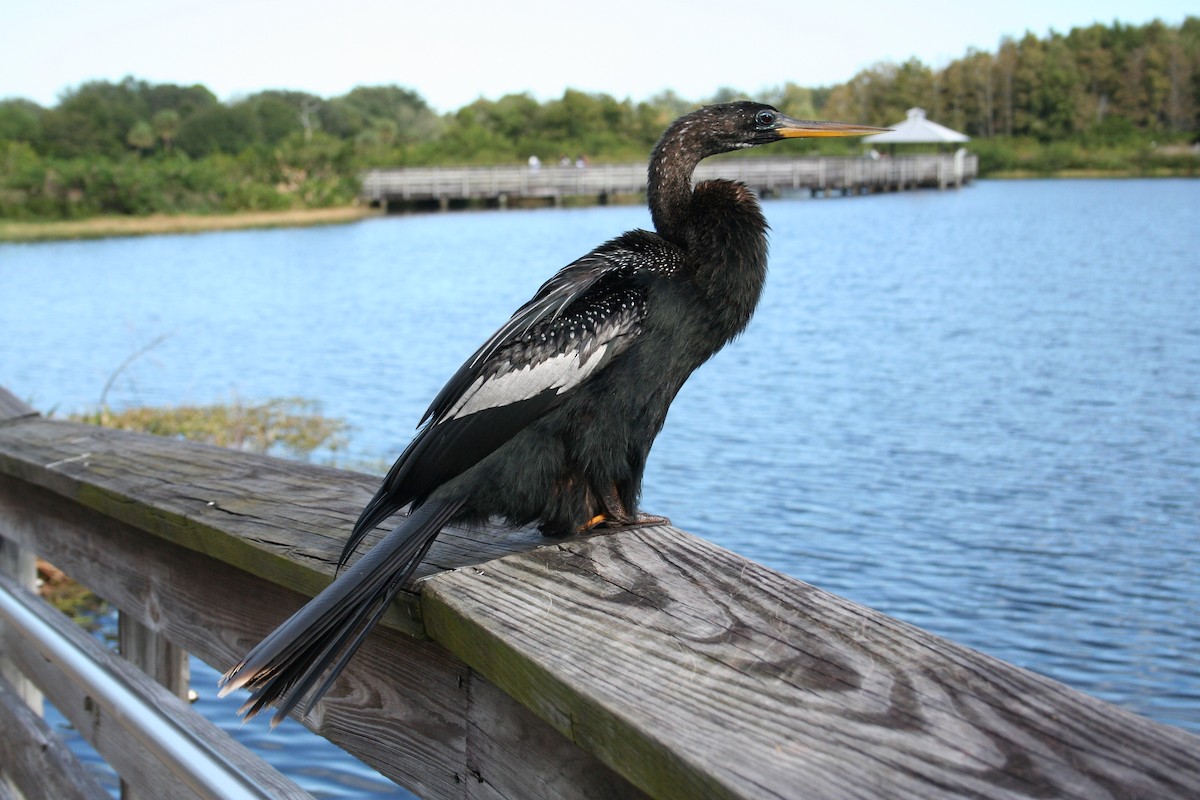 Anhinga - ML644522868