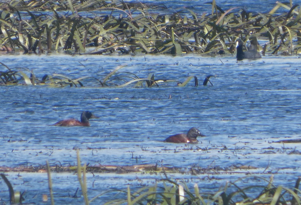 Hardhead - ML644522872