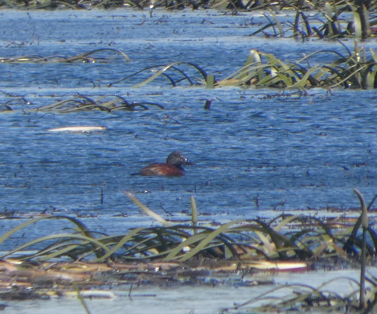 Hardhead - ML644522874