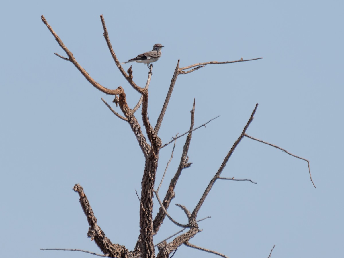 Gray Monjita - ML644522875