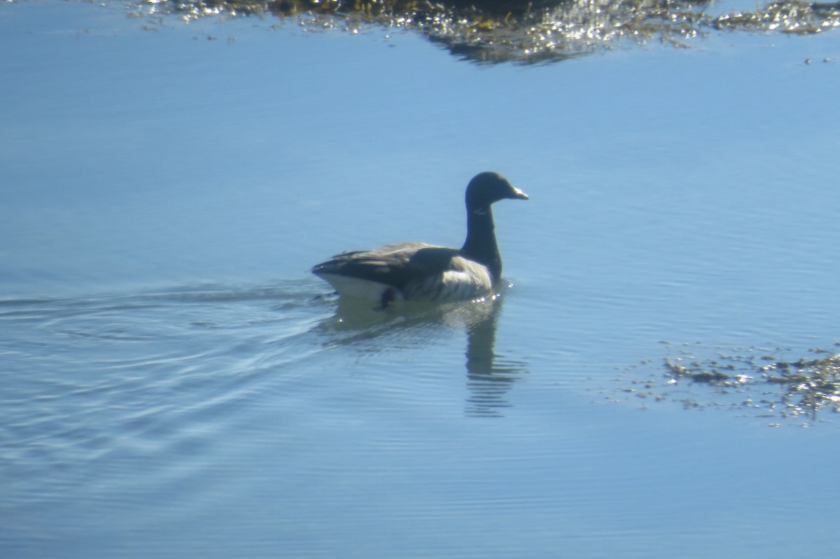 Brant - ML644522876