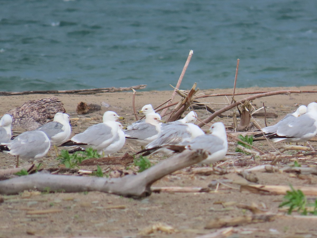 Ring-billed Gull - ML644522878