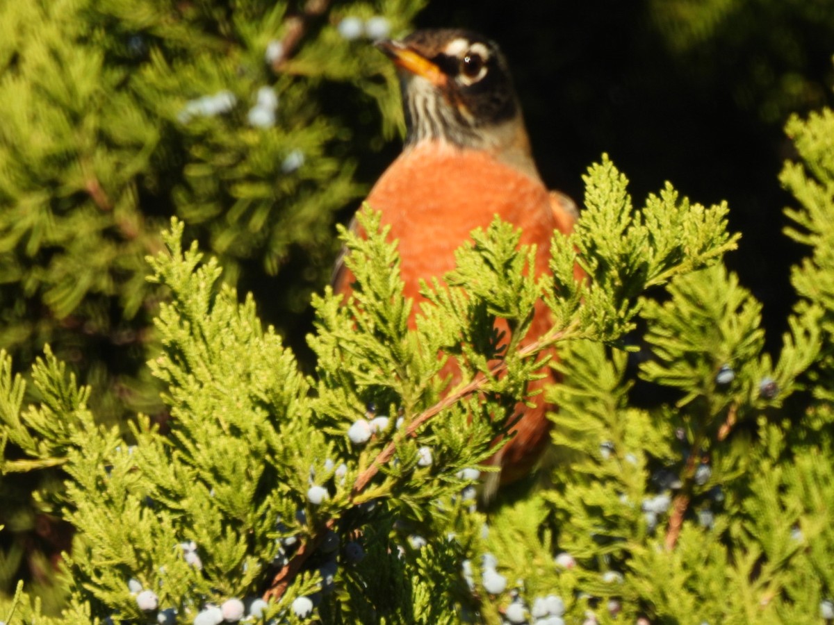 American Robin - ML644522879