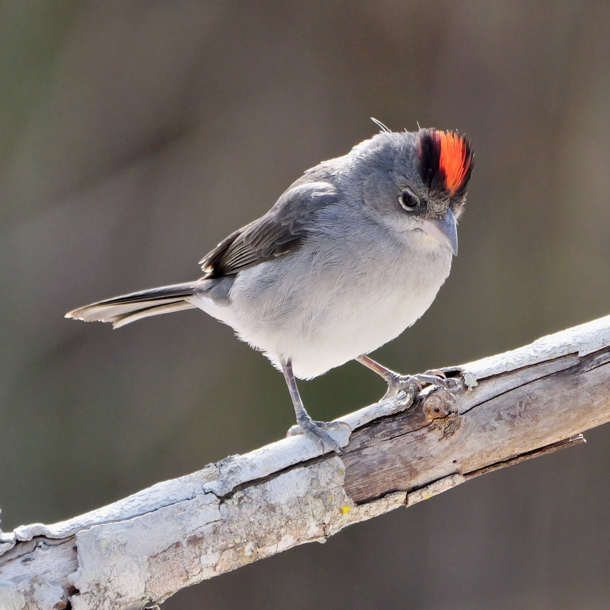 Pileated Finch - ML644522880
