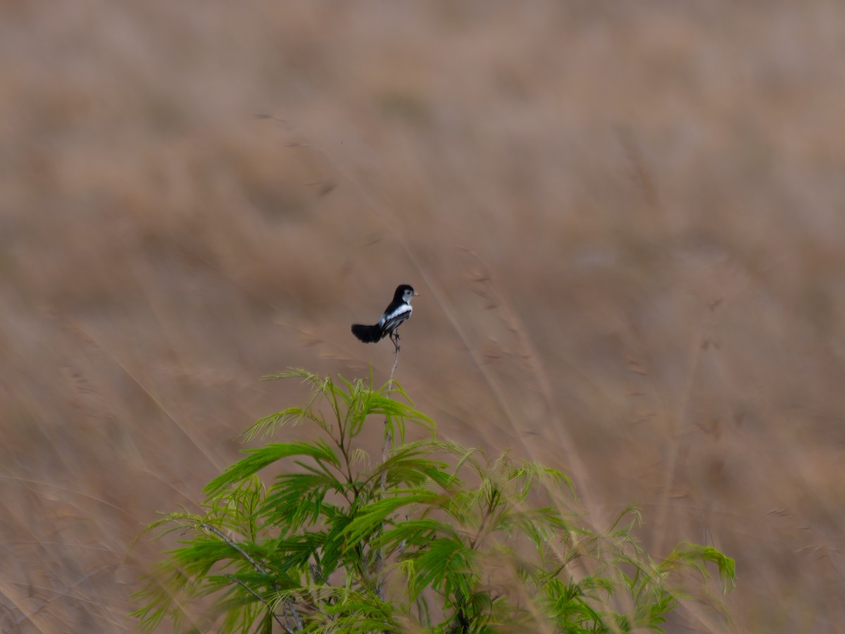 Cock-tailed Tyrant - ML644522883