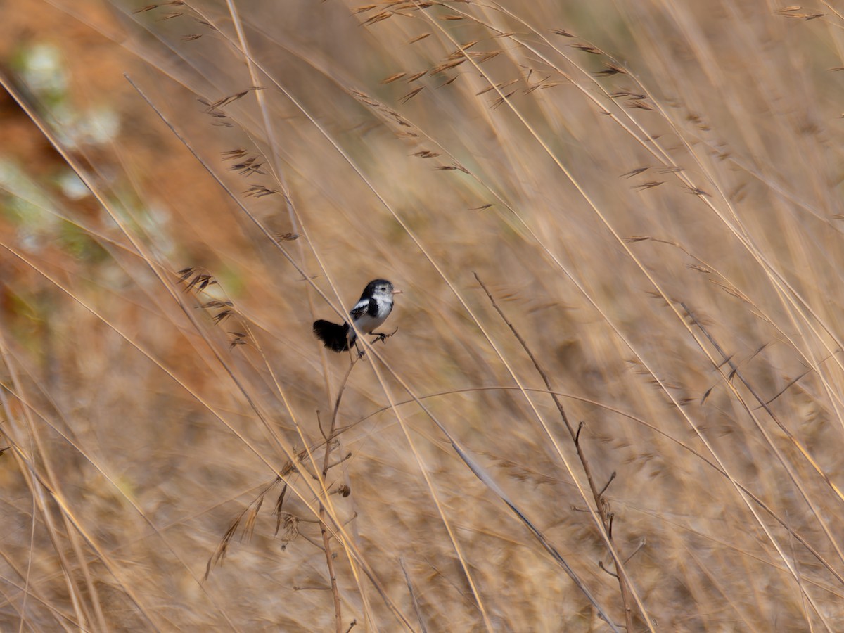 Cock-tailed Tyrant - ML644522884