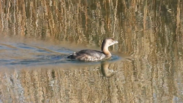 Пестроклювая поганка - ML644522886