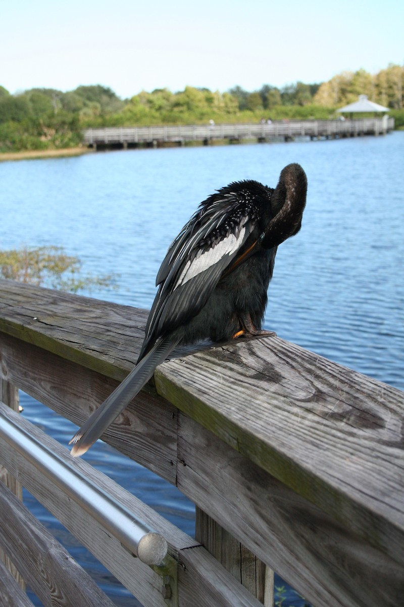 Anhinga - ML644522893