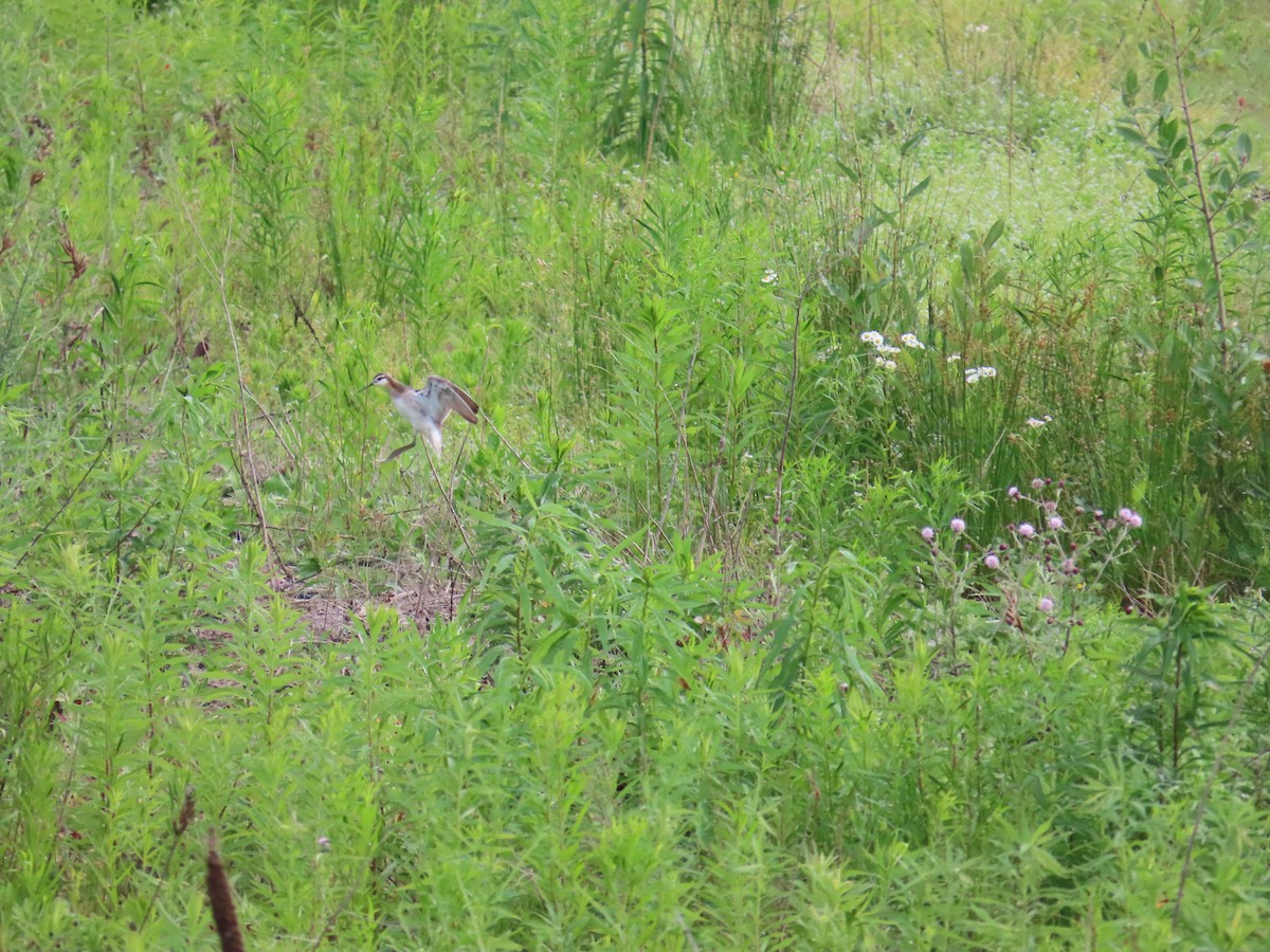 Wilson's Phalarope - ML644522896