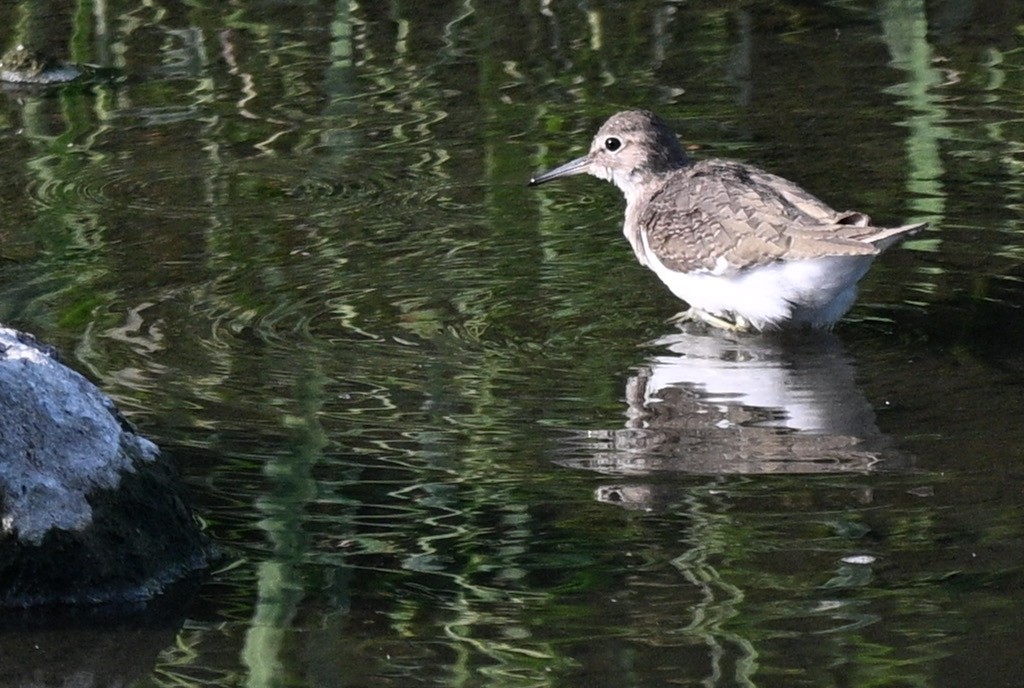 磯鷸 - ML644522911