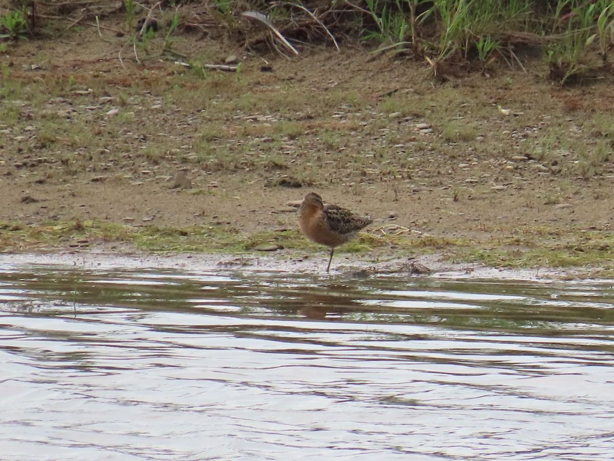 Short-billed Dowitcher - ML644522912
