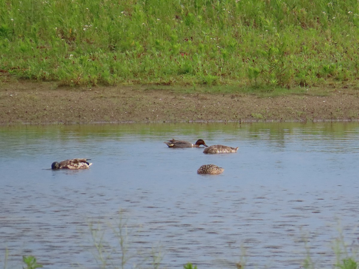 Green-winged Teal - ML644522917