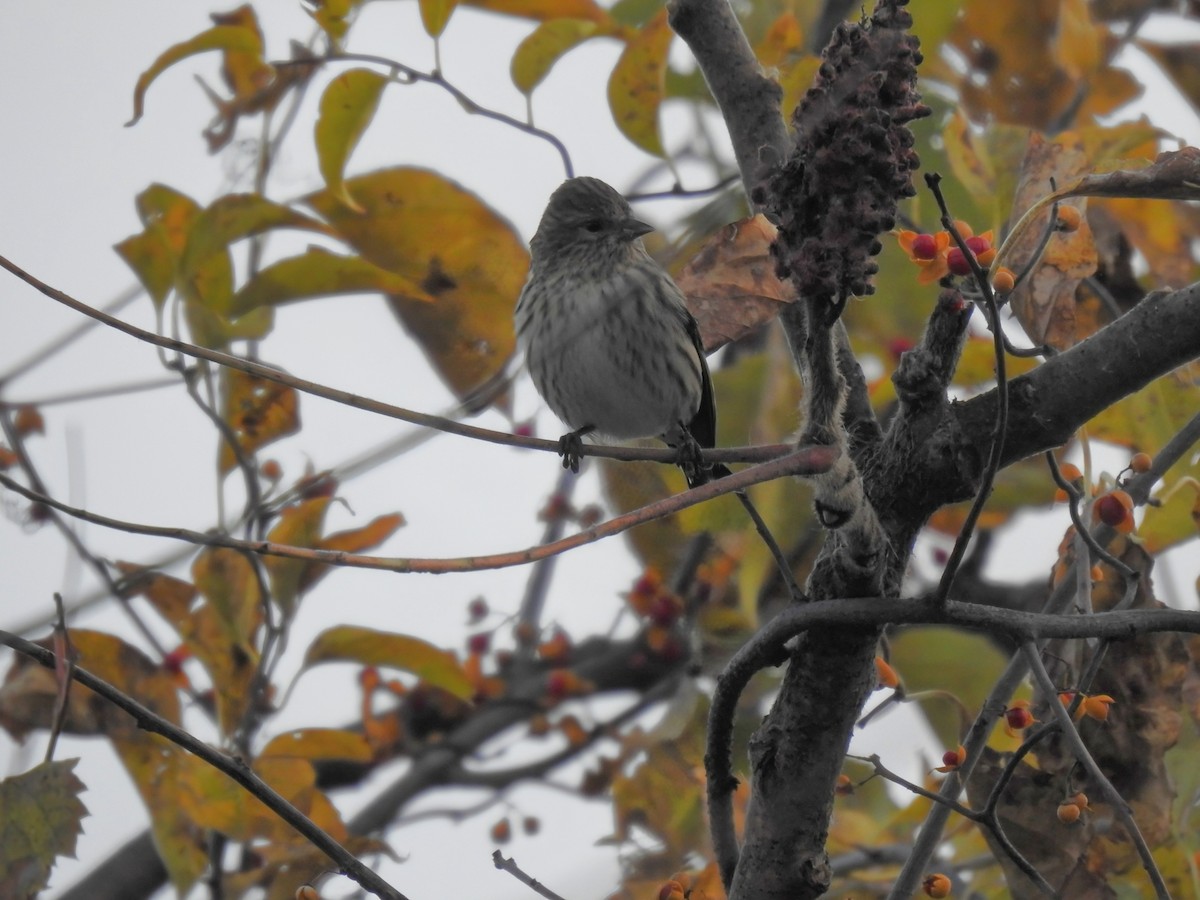 Pine Siskin (Northern) - ML644522923