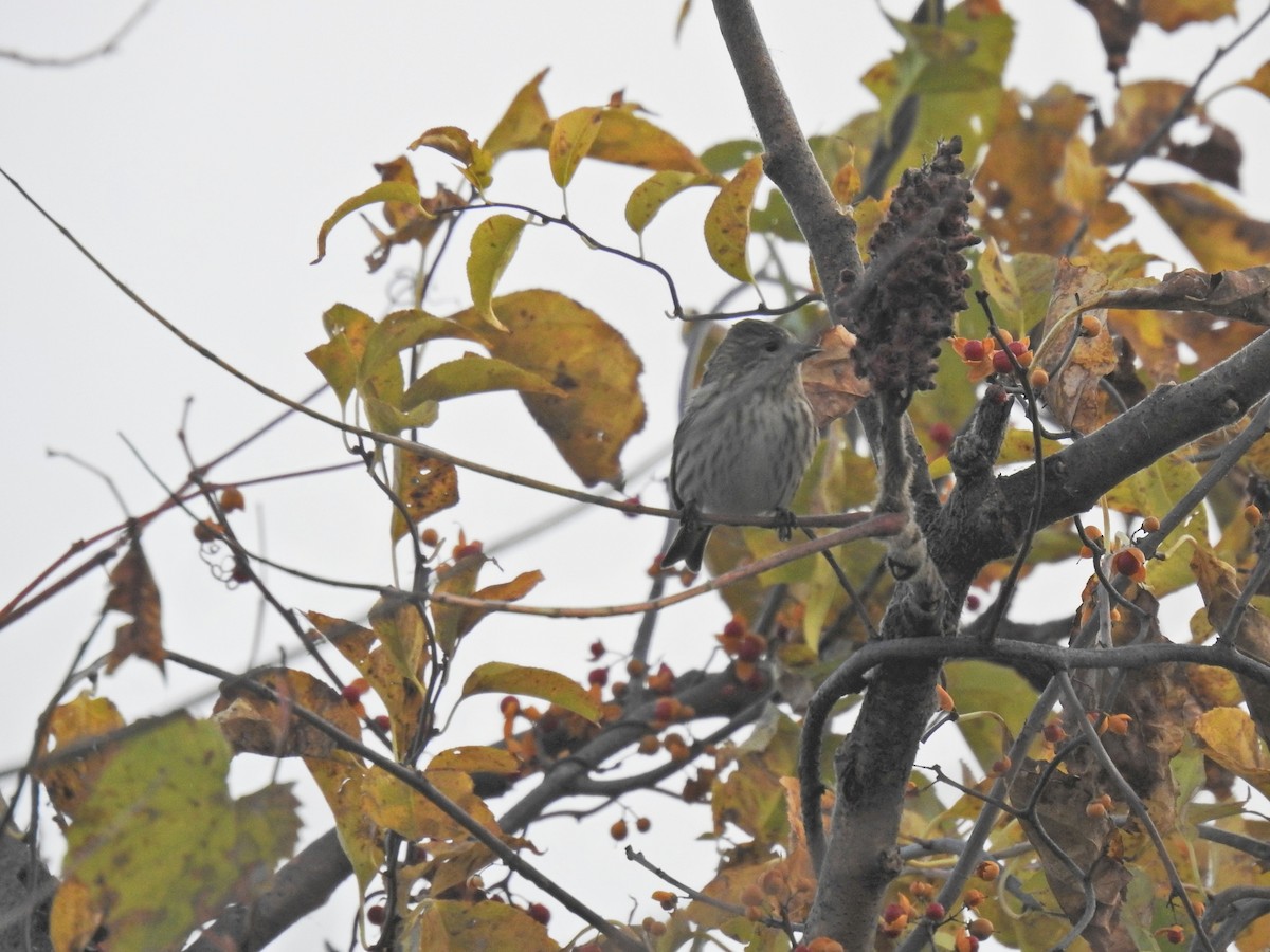 Pine Siskin (Northern) - ML644522924