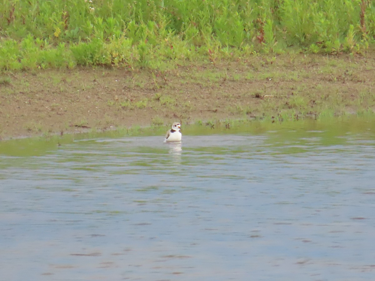 Piping Plover - ML644522925