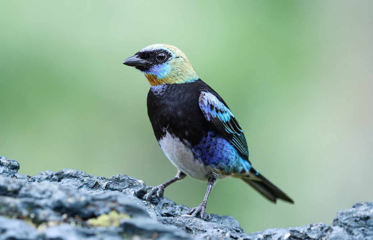 Golden-hooded Tanager - ML644522933
