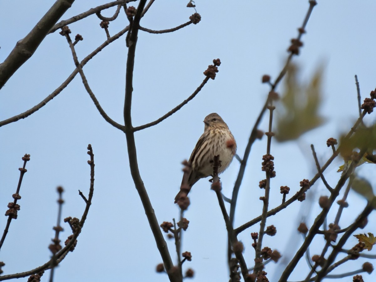 Pine Siskin (Northern) - ML644522934