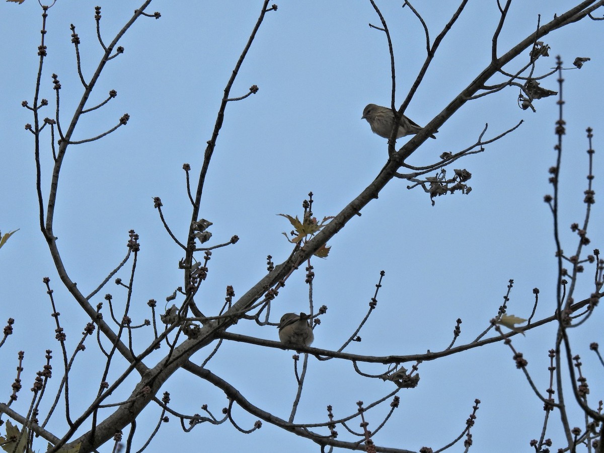 Pine Siskin (Northern) - ML644522941