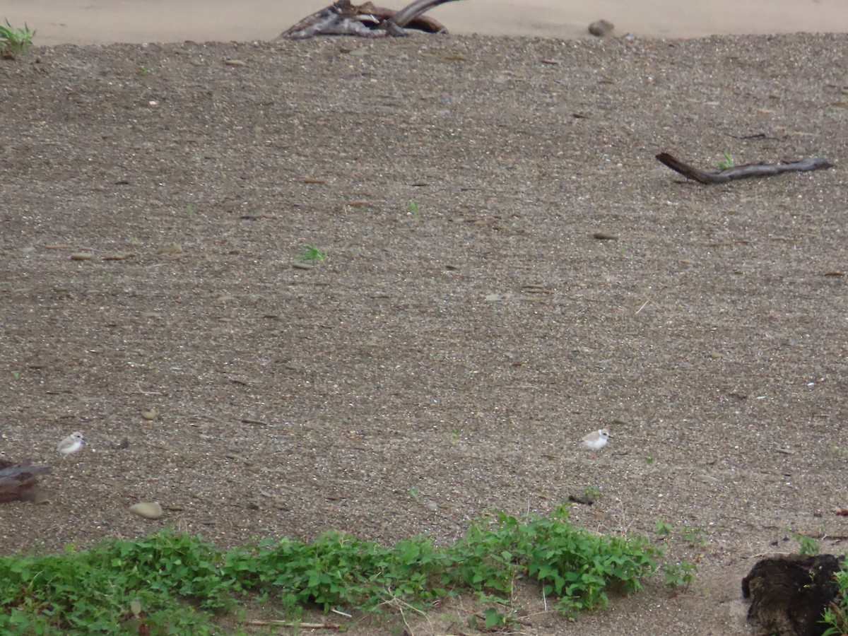 Piping Plover - ML644522958