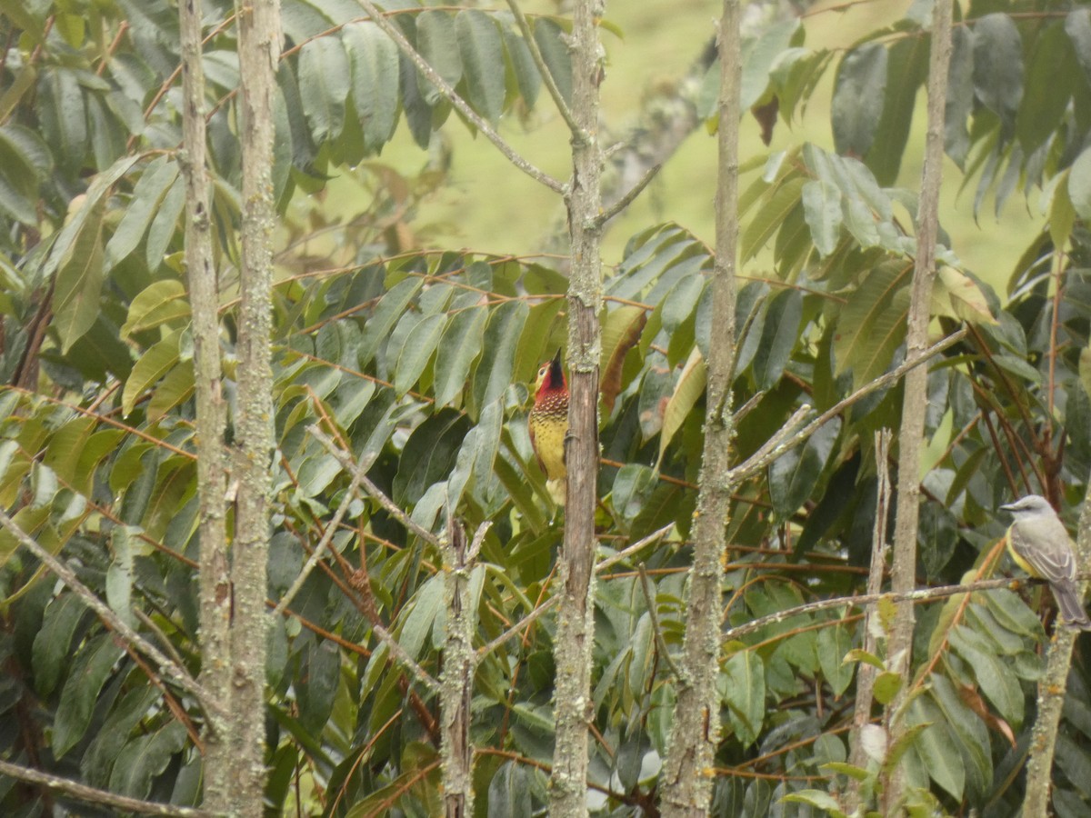 Дятел-смугань червонокрилий - ML644522960