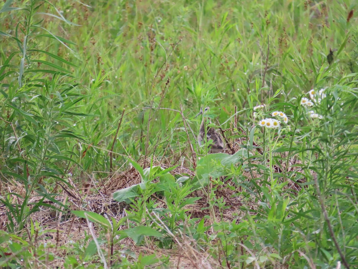 Wilson's Phalarope - ML644522973