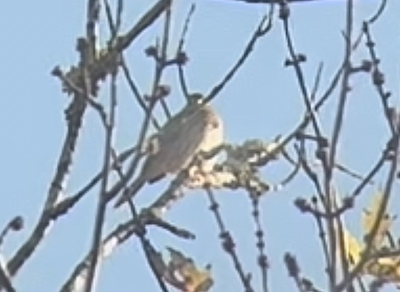 Vesper Sparrow - ML644522974