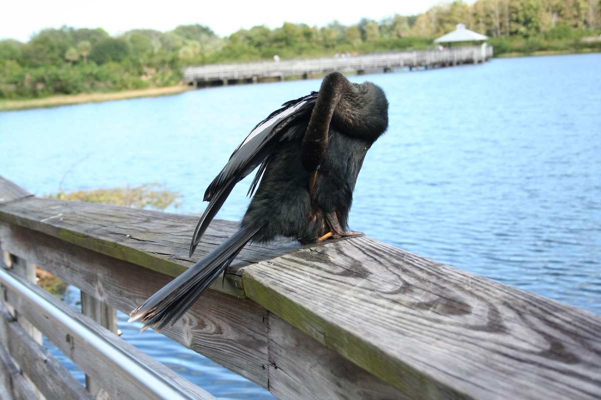 Anhinga - ML644522975