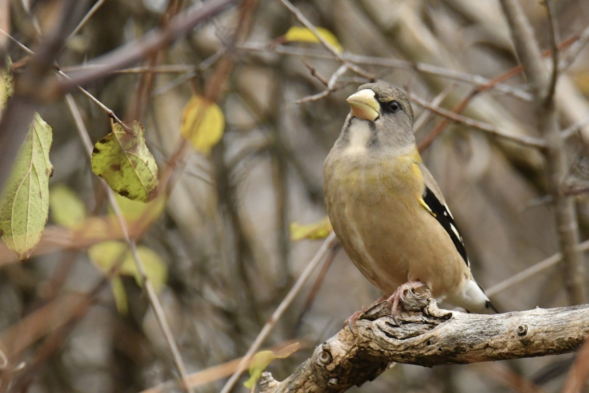 Evening Grosbeak - ML644522977