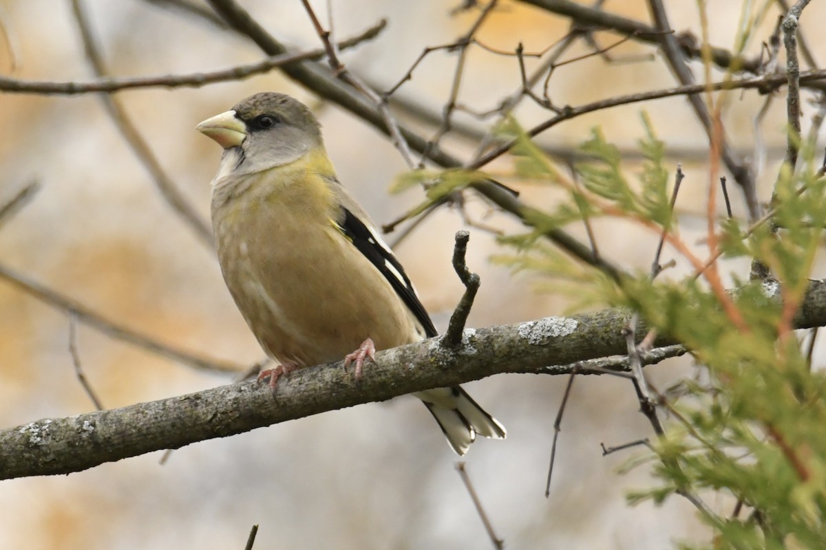 Evening Grosbeak - ML644522978