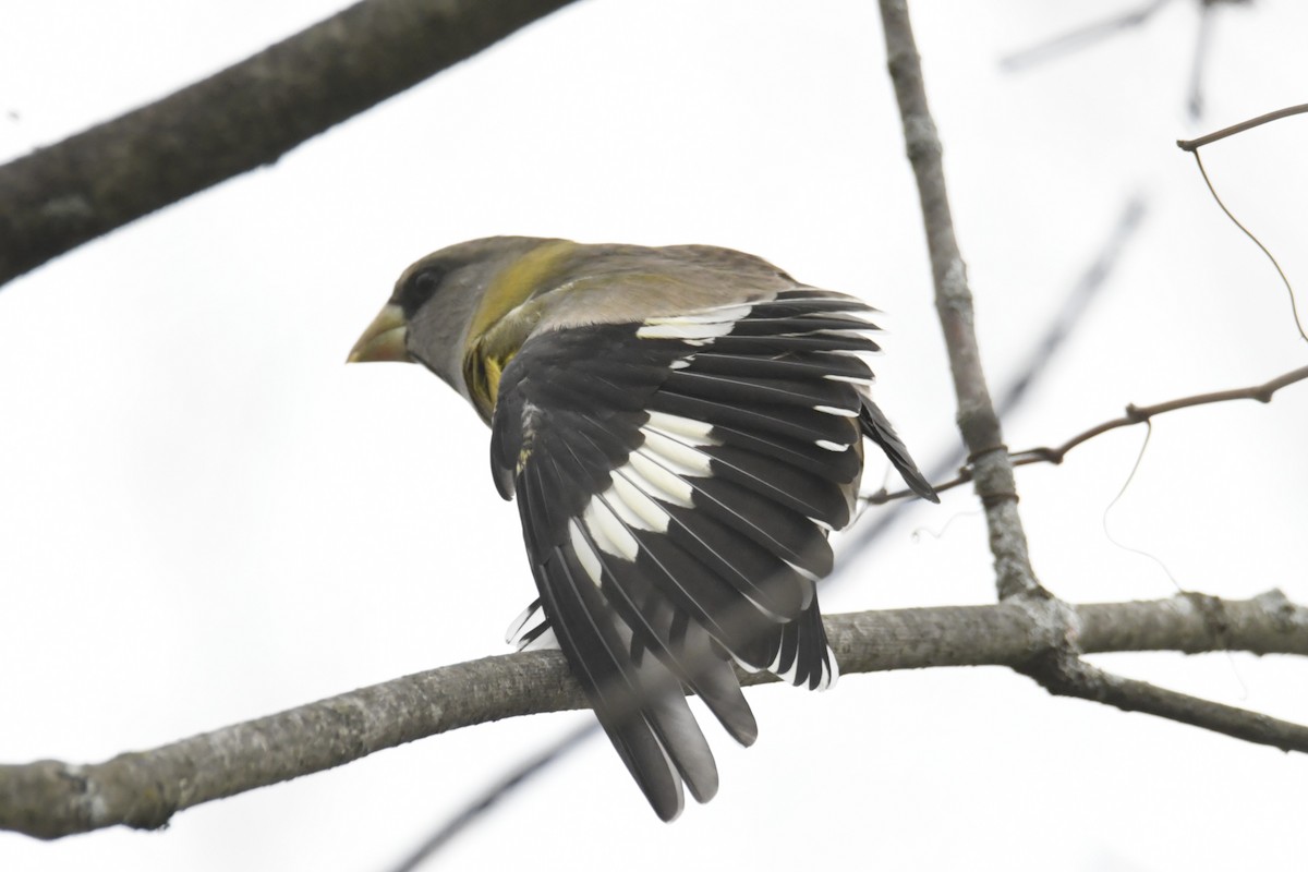 Evening Grosbeak - ML644522979