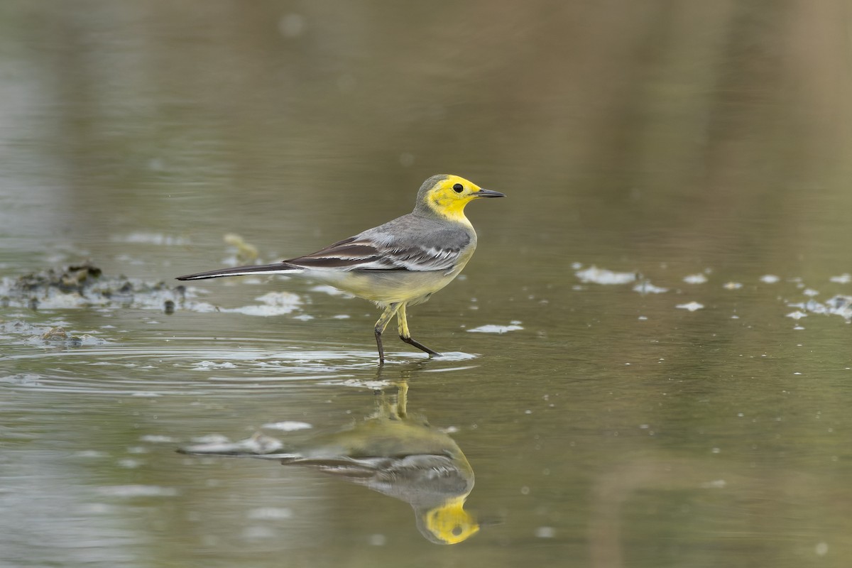 sitronerle - ML644522982