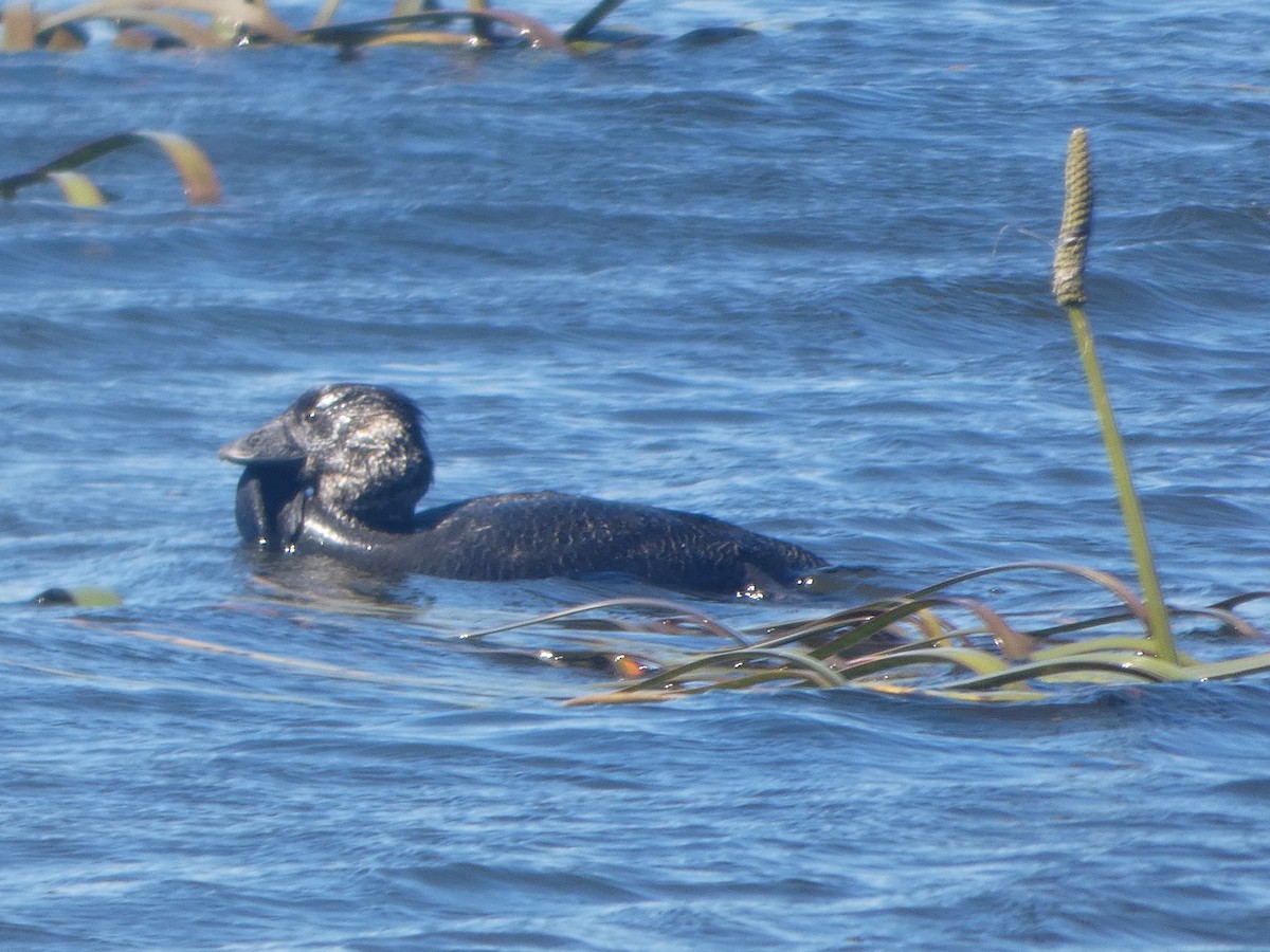 Musk Duck - ML644522990