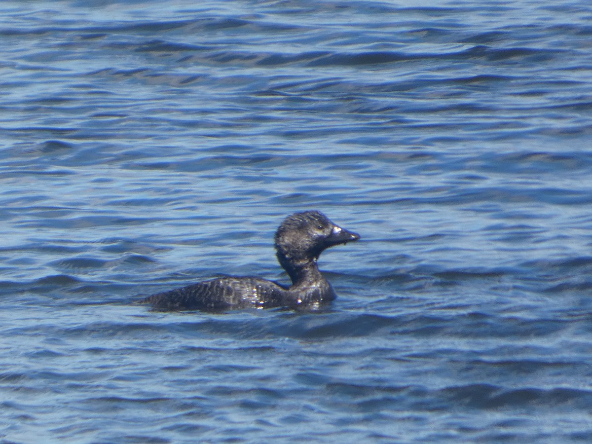 Musk Duck - ML644522992