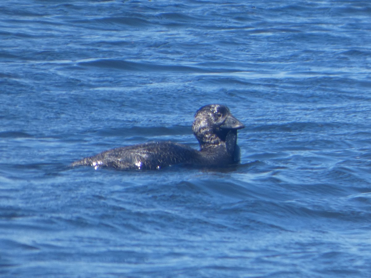 Musk Duck - ML644522993