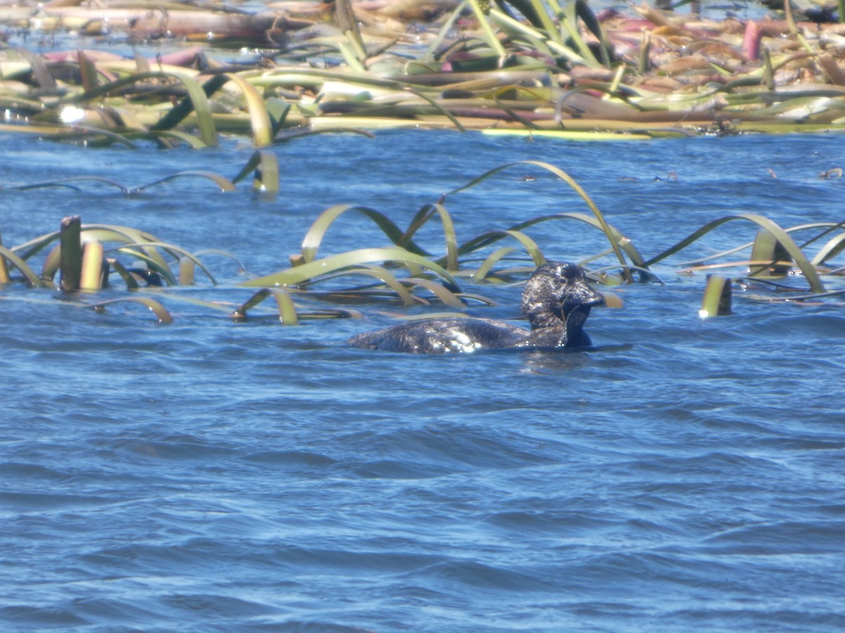 Musk Duck - ML644522994