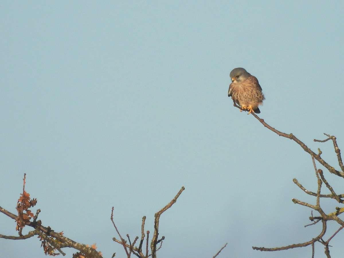 Пустельга - ML644522995