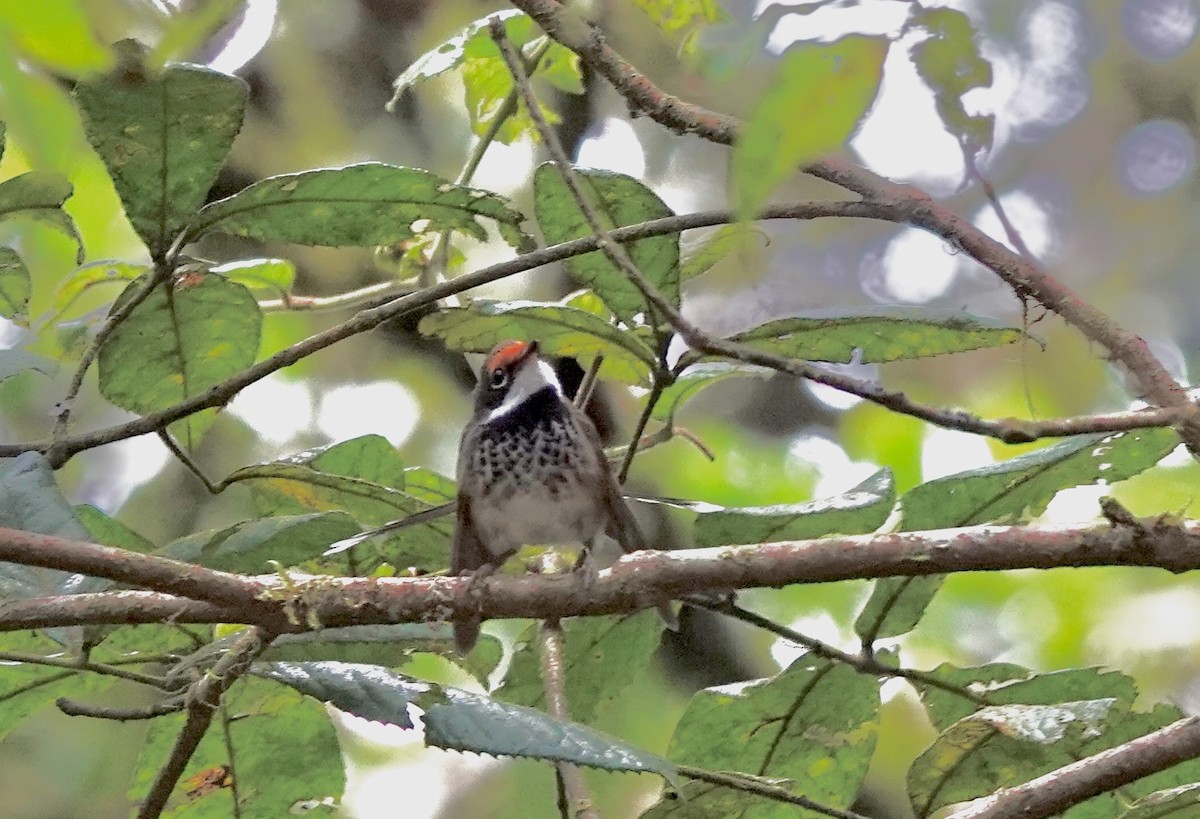Australian Rufous Fantail - ML644522998