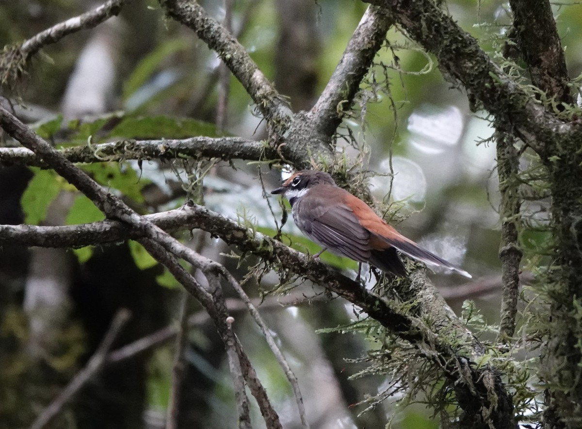 Australian Rufous Fantail - ML644522999