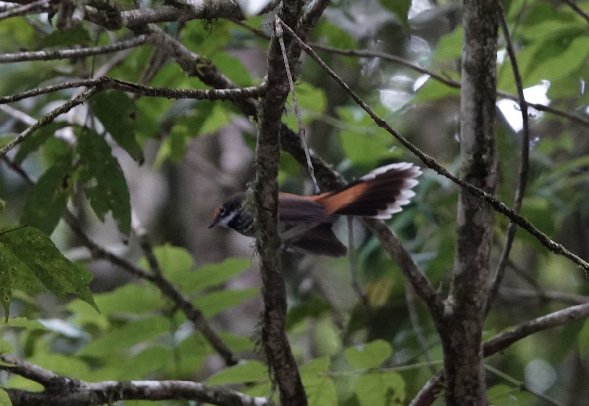 Australian Rufous Fantail - ML644523000