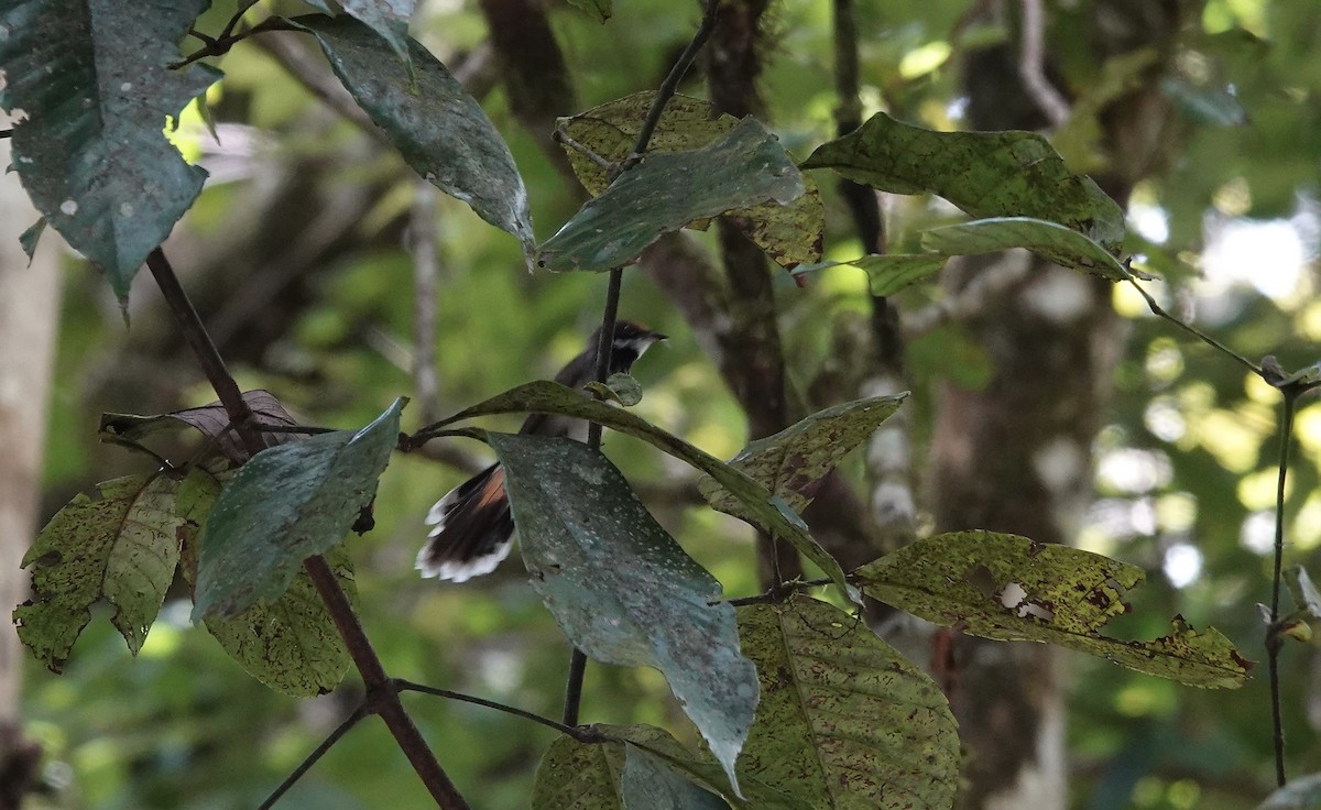 Australian Rufous Fantail - ML644523001
