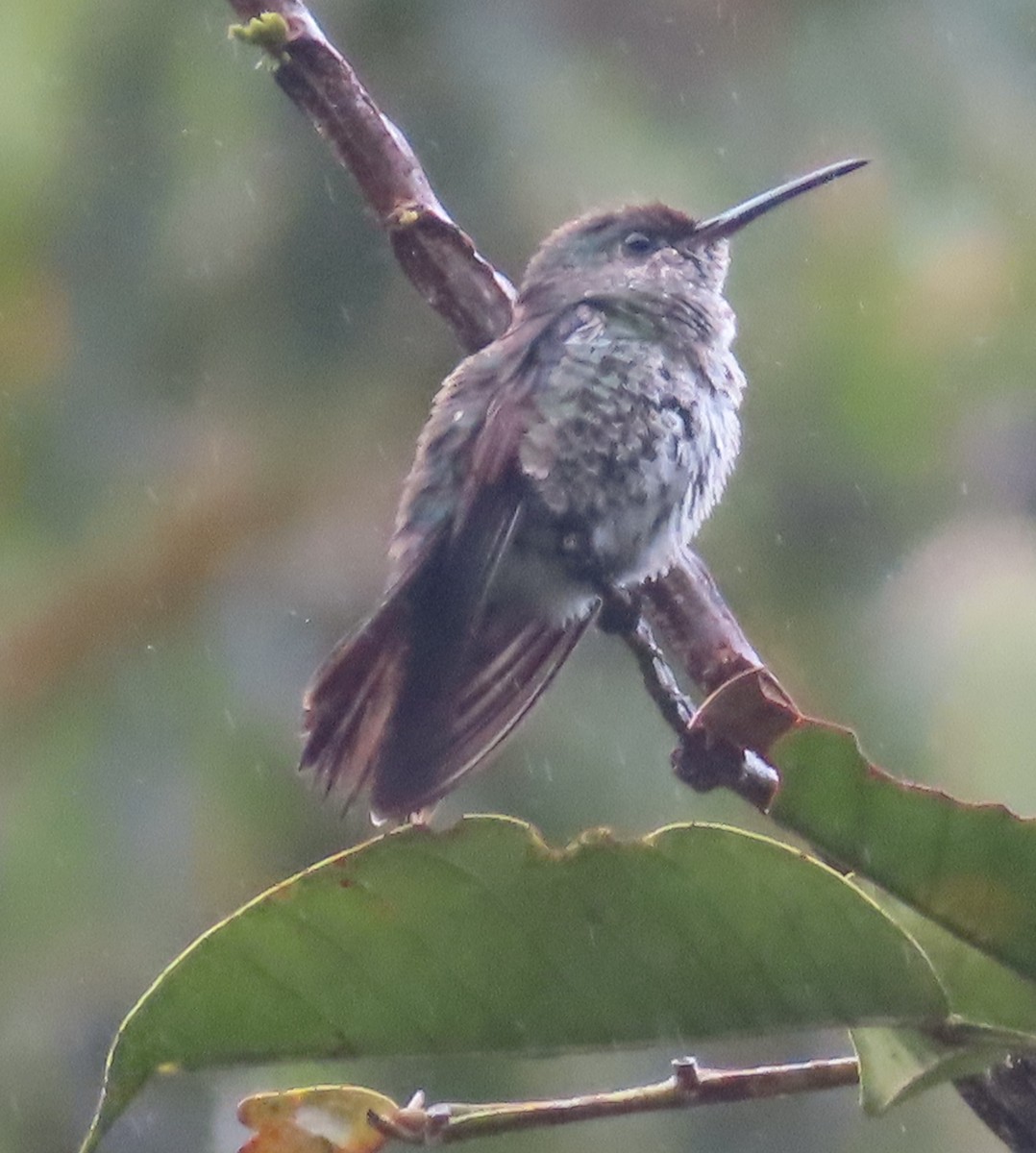 Tropfenkolibri - ML644523003