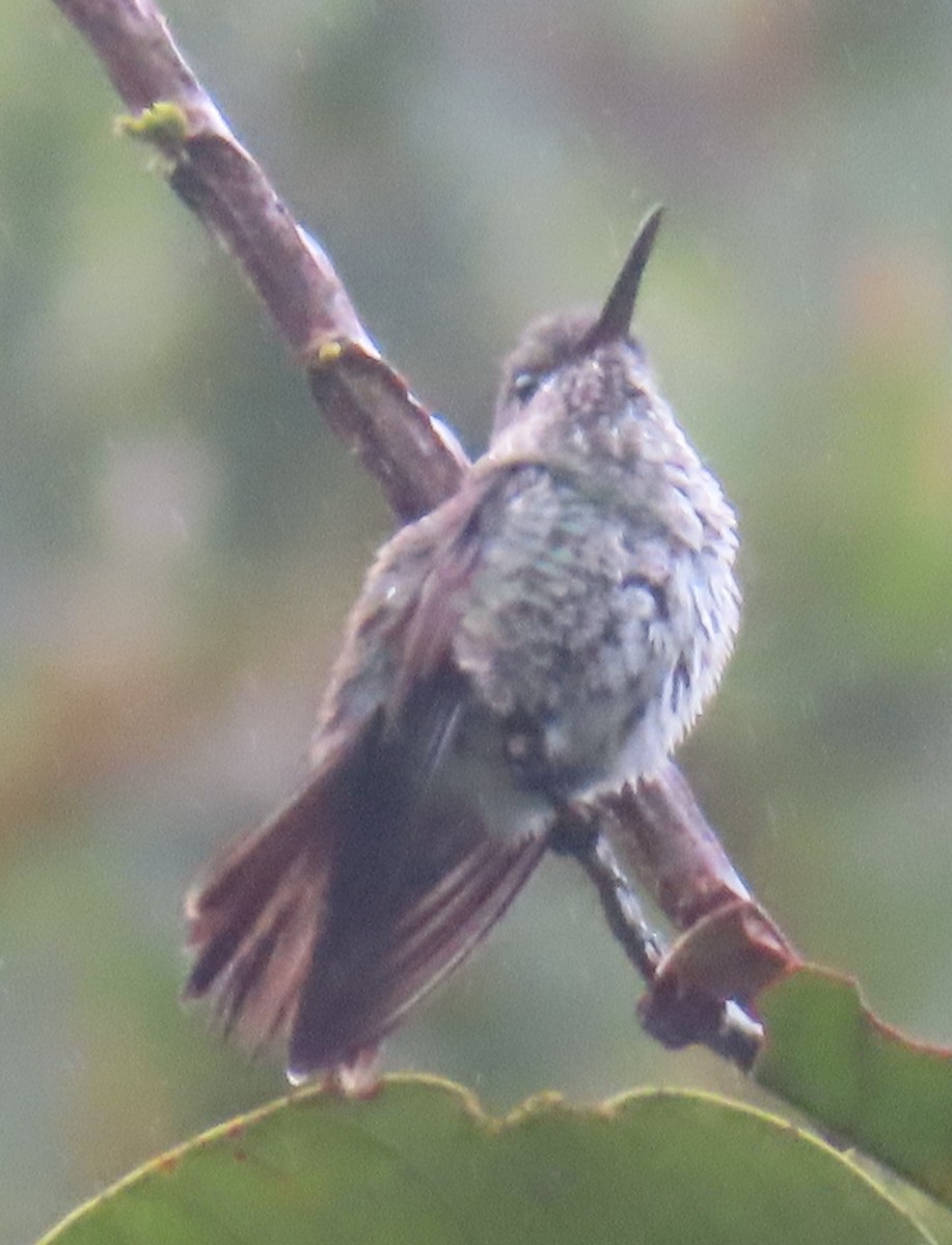 Tropfenkolibri - ML644523004