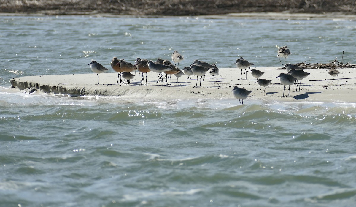 アメリカオオソリハシシギ - ML644523018