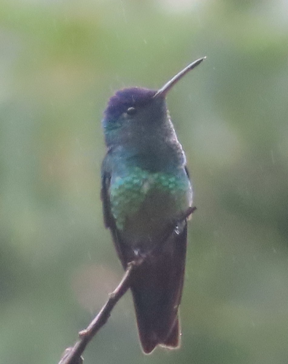 Altın Kuyruklu Zümrüt - ML644523022