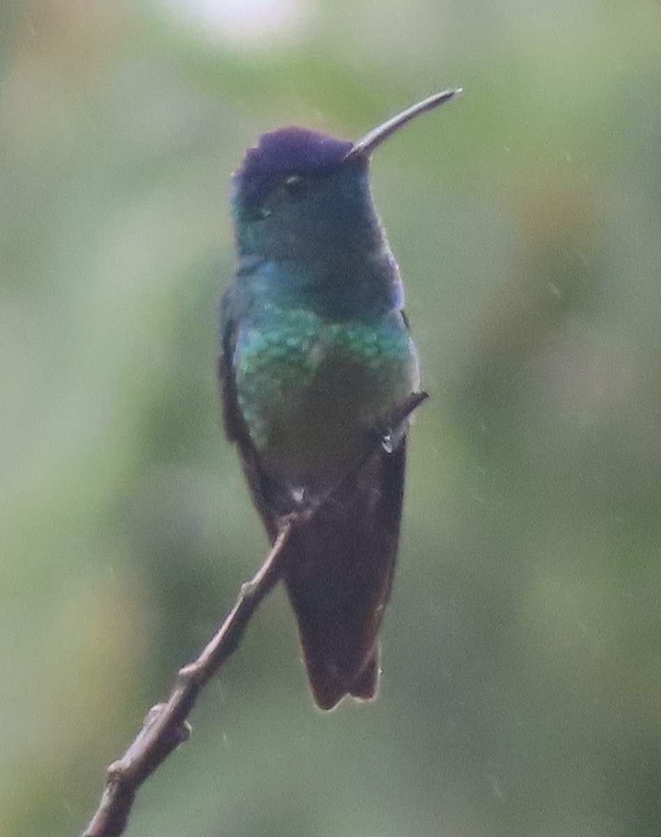 Altın Kuyruklu Zümrüt - ML644523023